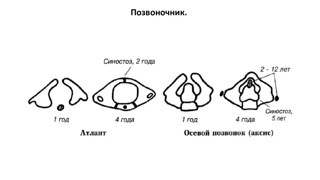 Возрастные особенности позвоночника. Атлант и осевой позвонок. Атлант и Аксис. Позвоночник человека синостоз. Кт анатомия второго шейного позвонка у детей 6 лет.