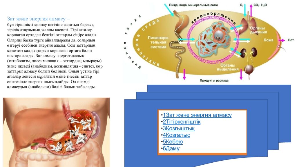 Сабақтың мақсаттары 5.4.2.2. Тірі ағзалардың құрылымдық деңгейлерін