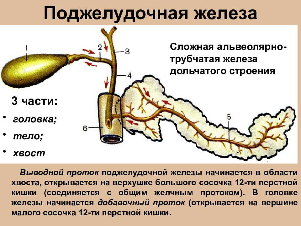 Схема поджелудочной железы