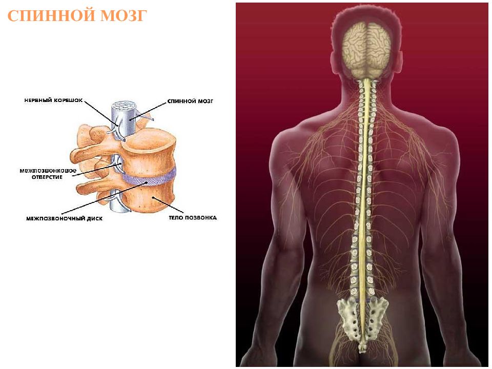 Фото спинной и головной мозг