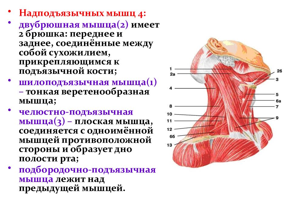 Подъязычная мышца. Надподъязычные мышцы шеи. Двубрюшная мышца шеи анатомия. Мышцы шеи анатомия прикрепления. Мышцы шеи прикрепляющиеся к подъязычной кости.