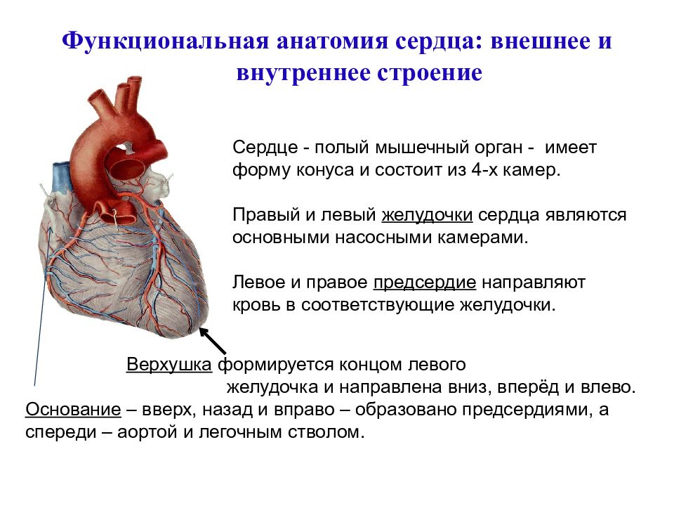 Функциональная сердечно. Функции сердца анатомия. Сердце строение и функции. Функциональная анатомия сердца. Анатомия сердца лекция.