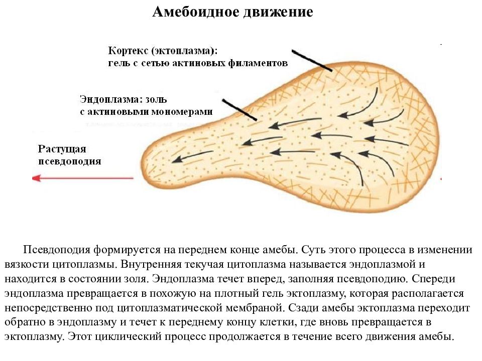 Передвижение амебы. Амебоидное движение строение. Амебоидное движение характерно для. Амебоидное передвижение примеры. Движение амебы.