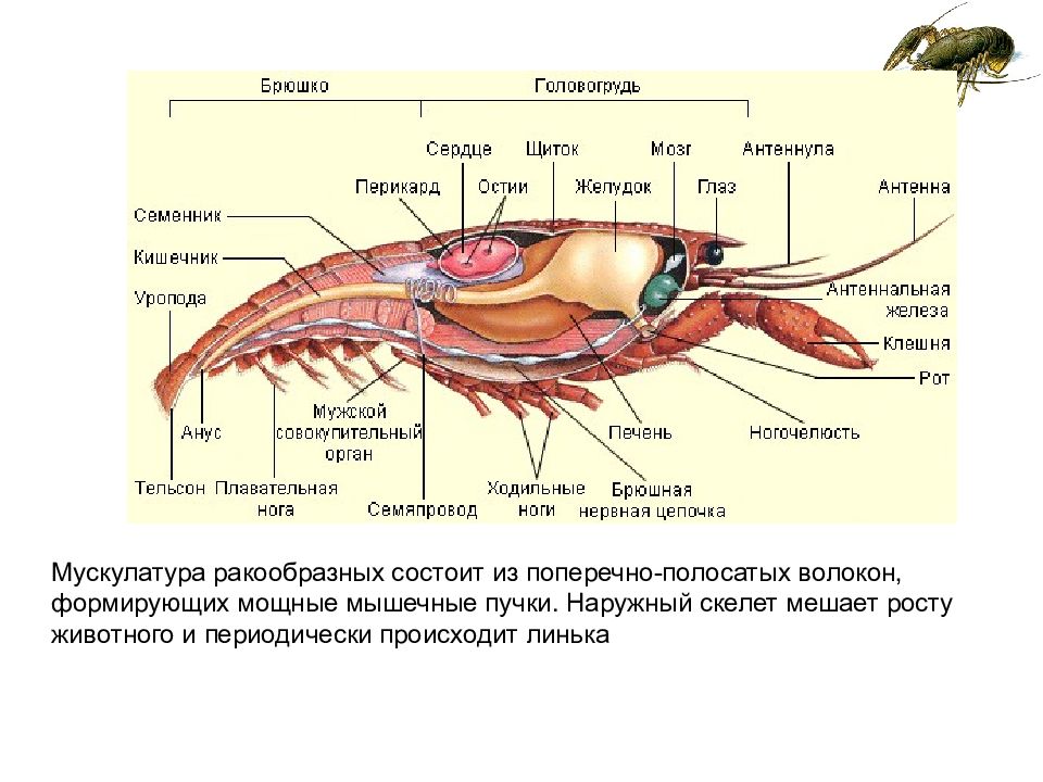 Тип членистоногие класс ракообразные презентация