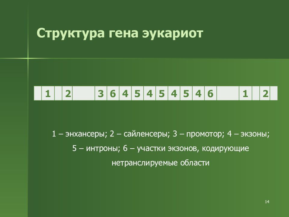 Нетранслируемые участки генов эукариот называются. Сайленсеры. Нетранслируемые участки Гена. Сайленсеры расположены. Роль сайленсеров.