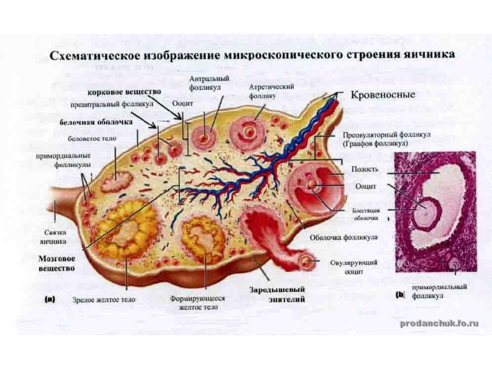 Схема строения желтого тела. Внутреннее строение яичника анатомия. Микроскопическое строение яичников. Строение яичника женщины анатомия. Внутренне строение яичника.