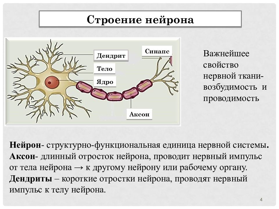 Нервная ткань строение. Аксон-структурная функциональная единица нервная система.