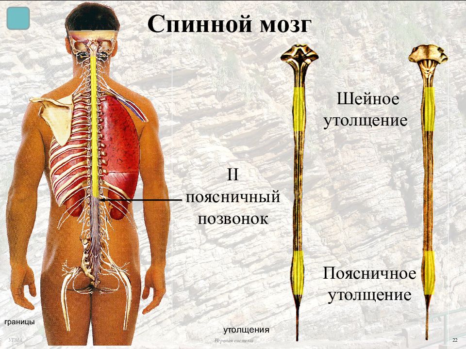 Прямо спинного. Спинной мозг анатомия шейное утолщение. Утолщения спинного мозга. Шейное и поясничное утолщение спинного мозга. Спинной мост утолщение.