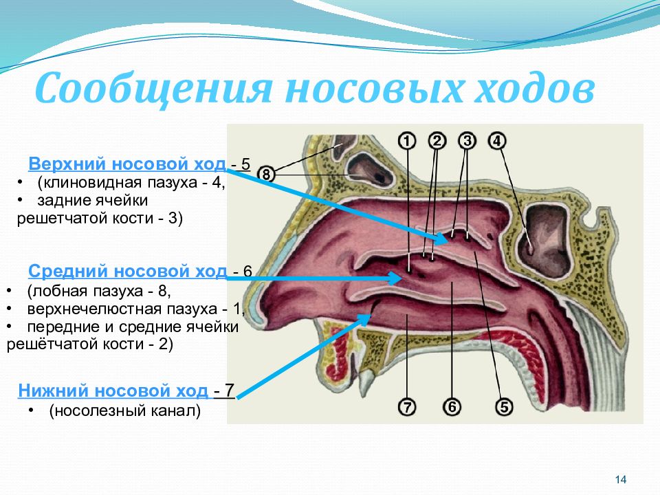 Пазухи носа анатомия картинки