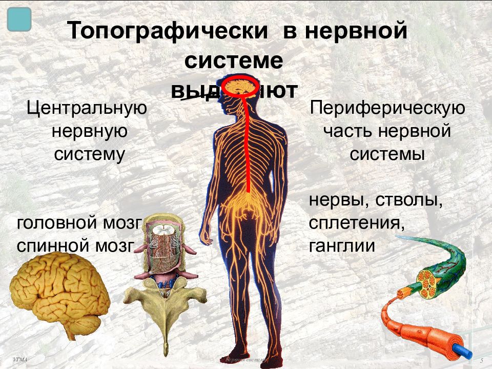 Центральная и периферическая нервная система. Сплетения периферической нервной системы. Наличие центральной и периферической частей. Части системы презентация. Органы центральной и периферической нервной системы