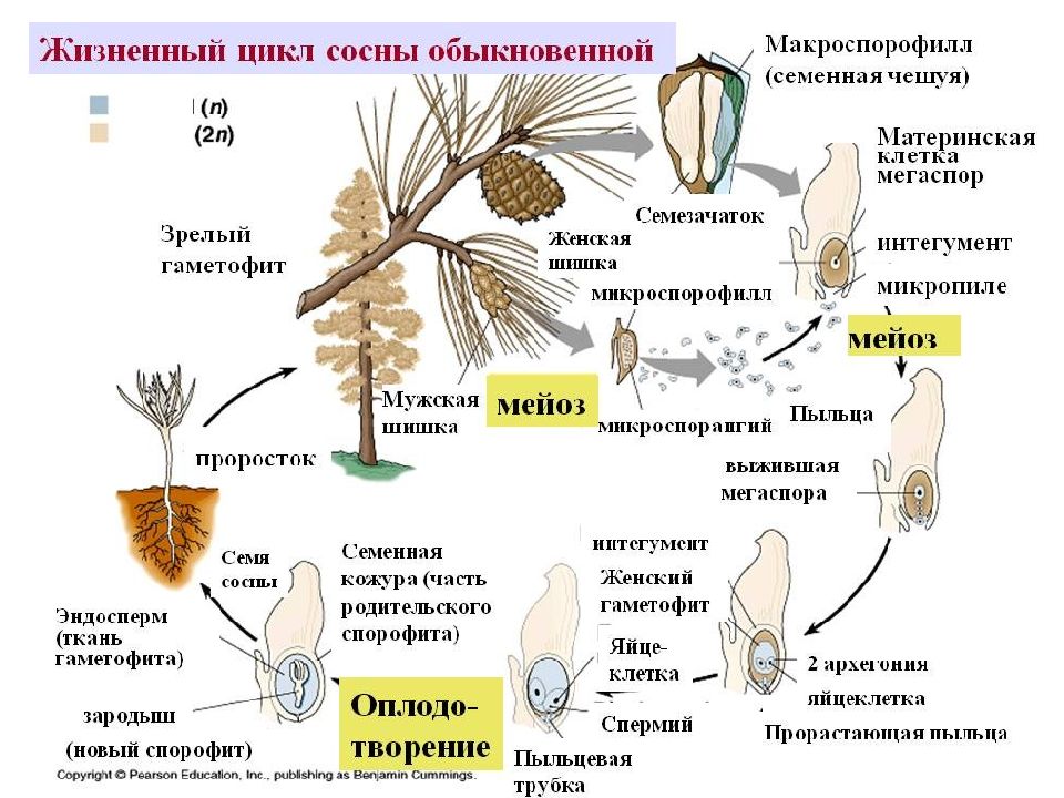 Презентация жизненные циклы размножение 8 класс колесов