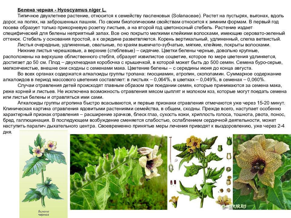 Листья простые или сложные семейства пасленовые. Белена черная лекарственное растение. Белена черная листья форма. Белена черная - Hyoscyamus Niger l. Алкалоиды белены.