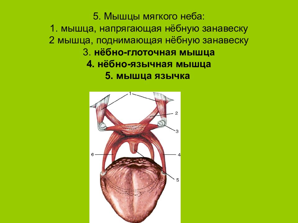 Небная занавеска. Мышцы мягкого неба анатомия. Небная занавеска анатомия человека. Мышца напрягающая мягкое небо. Мышцы небной занавески.