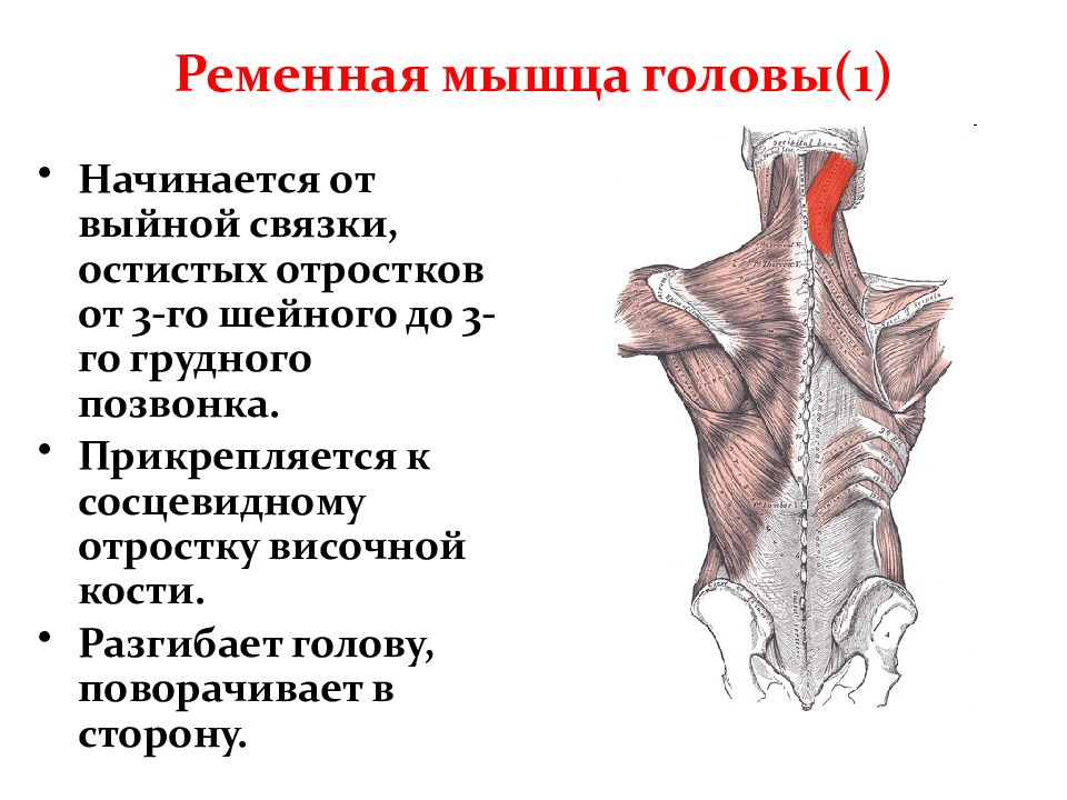 Ременная мышца. Ременная (пластырная) мышца головы и шеи. Ременная мышца головы функции. Ременная мышца головы анатомия и функции. Мышцы спины ременная мышца головы.