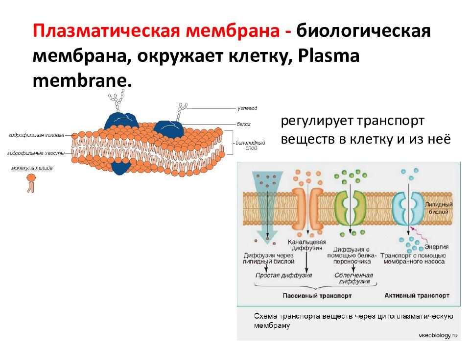 Транспортная функция плазматической мембраны. Плазматическая мембрана строение и функции. Строение плазматической мембраны эукариотической клетки.