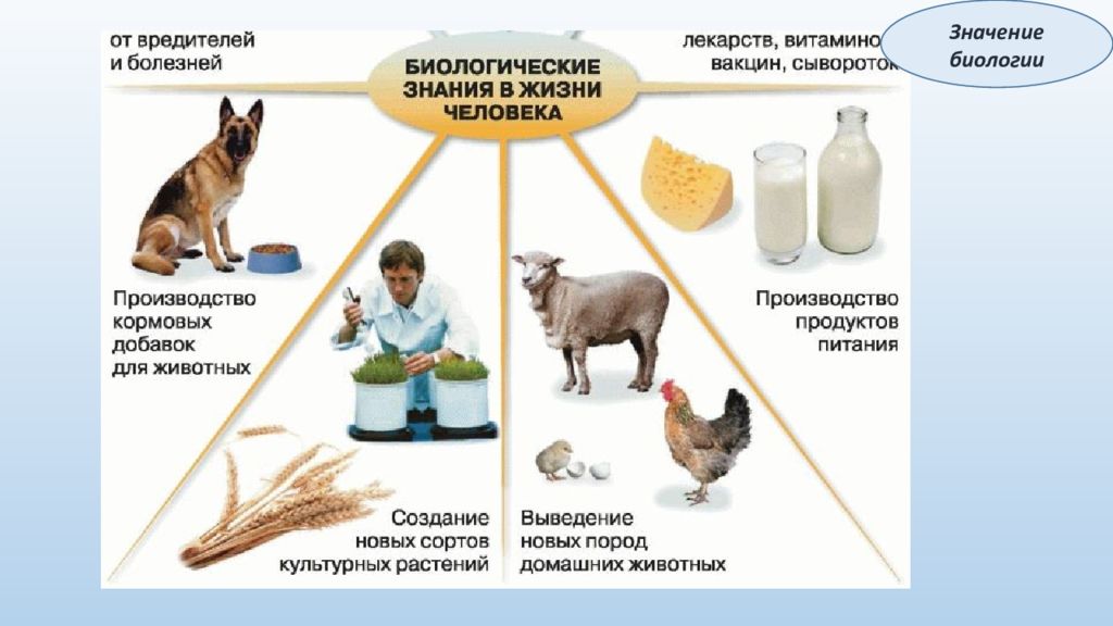 Роль биологических исследований в современной медицине проект 10 класс