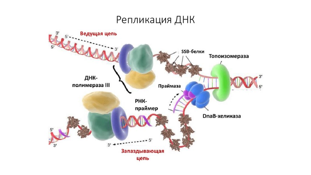 Биосинтез белка днк. Биосинтез белка репликация. Синтез белка репликация. Биосинтез ДНК репликация. Репликация ДНК И Биосинтез белка.