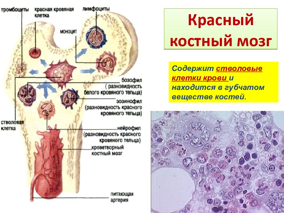 Где вырабатывается кровь. Красный костный мозг иммунная система строение. Схема строения красного костного мозга. Строение красного костного мозга иммунология. Строение красного костного мозга анатомия.
