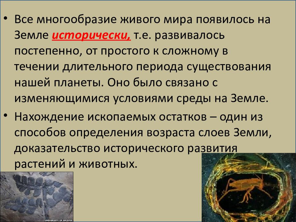 Презентация по биологии 6 класс историческое развитие растительного мира пономарева