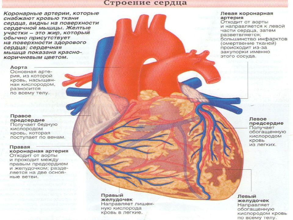 Артериальное сердце. Сердце строение анатомия кровоснабжение. Анатомия коронарных артерий сердца. Сосуды отходящие от сердца анатомия. Строение сердца коронарные вены.