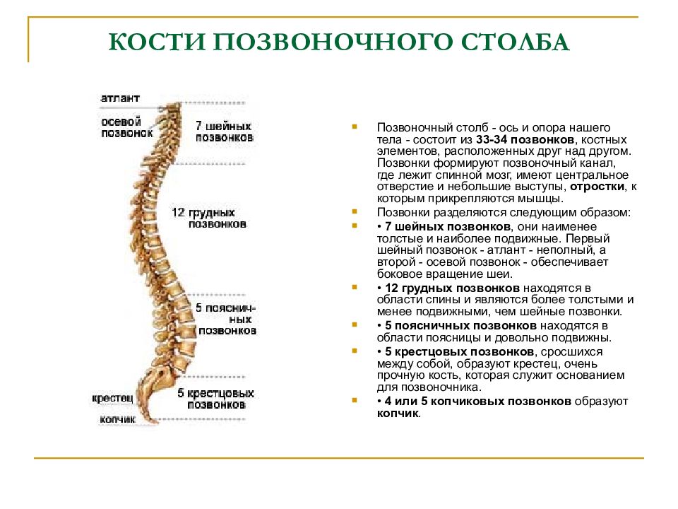 Общий план строения позвоночника