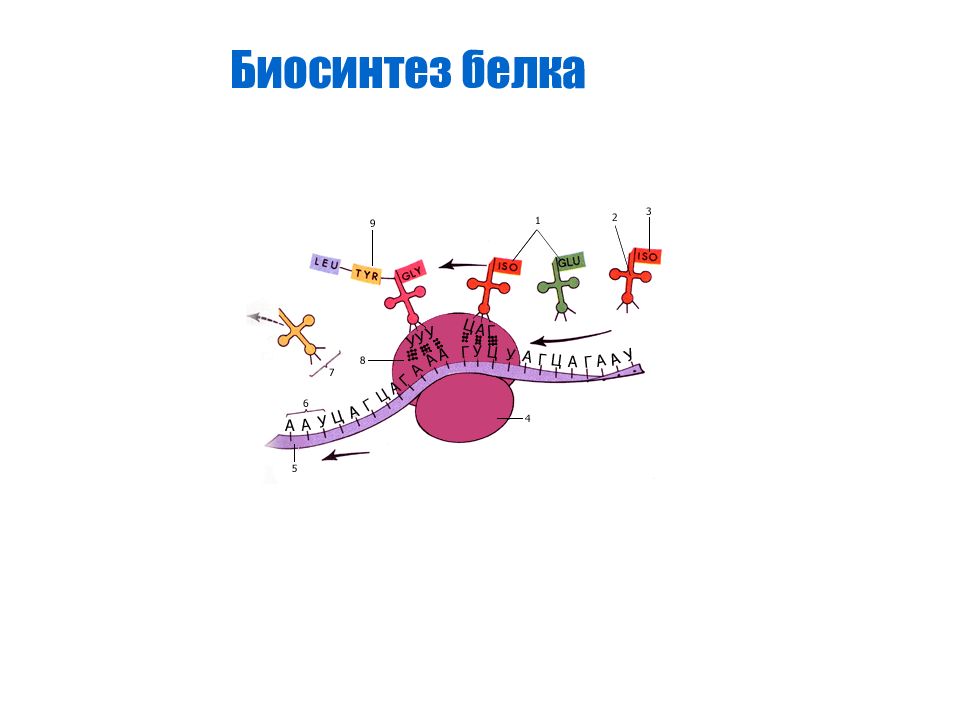 Биосинтез белка