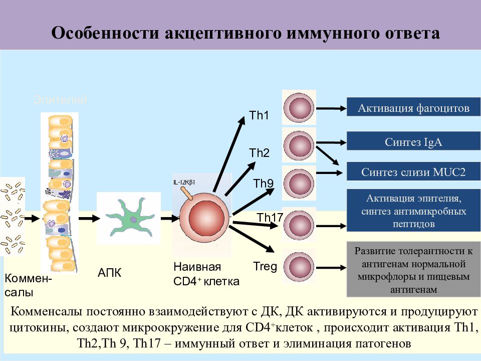 Противовирусный иммунный ответ презентация