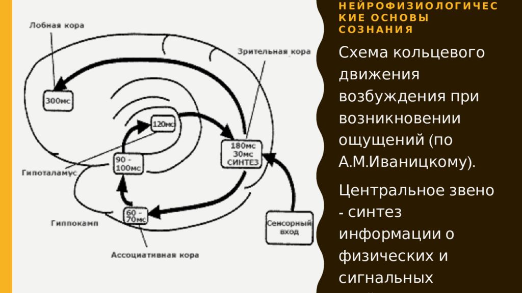 Основы сознания