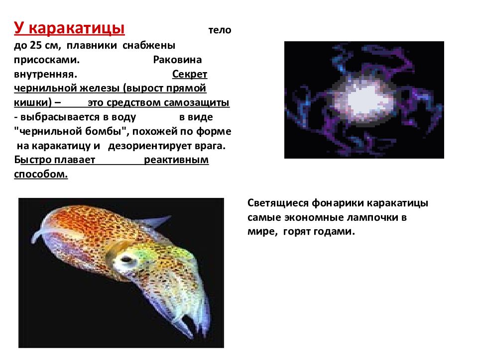 Головоногие моллюски презентация 7 класс. Класс головоногие раковина какая. Значение класса головоногие. У каких головоногих моллюсков есть раковина.