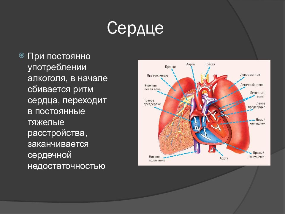 Сбился ритм. Сбивается ритм сердца. Сердце при употреблении алкоголя. Сердце человека алкоголь. Что делает сердце сердце.