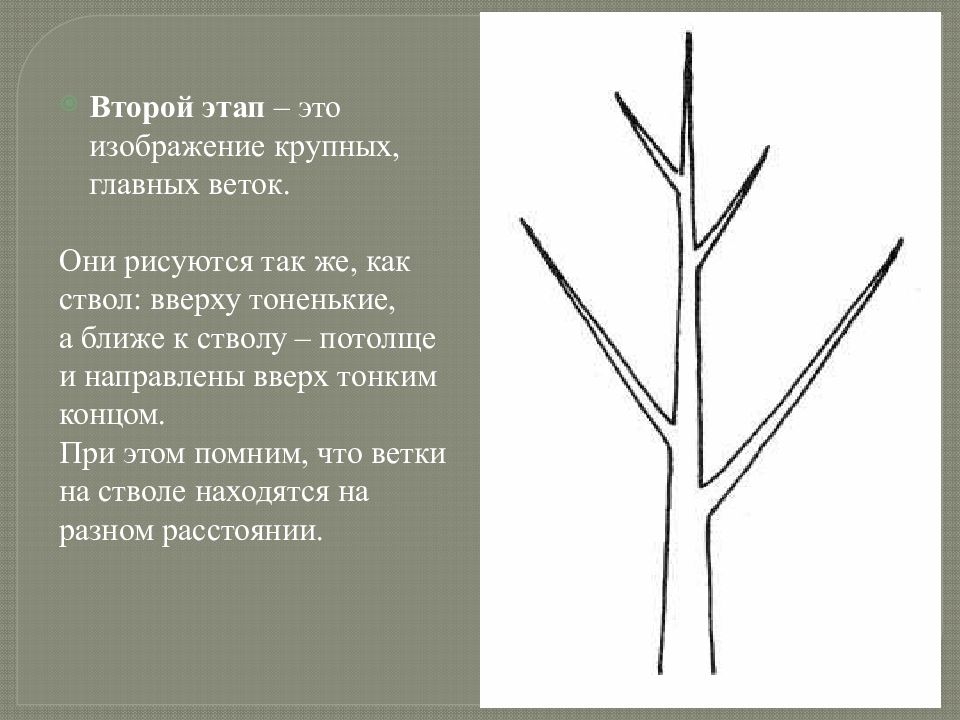 Дерево изо 2 класс. Рисуем деревья снизу вверх. Основные ветки. Дерево снизу вверх рисунок. Ветки направлены вверх.