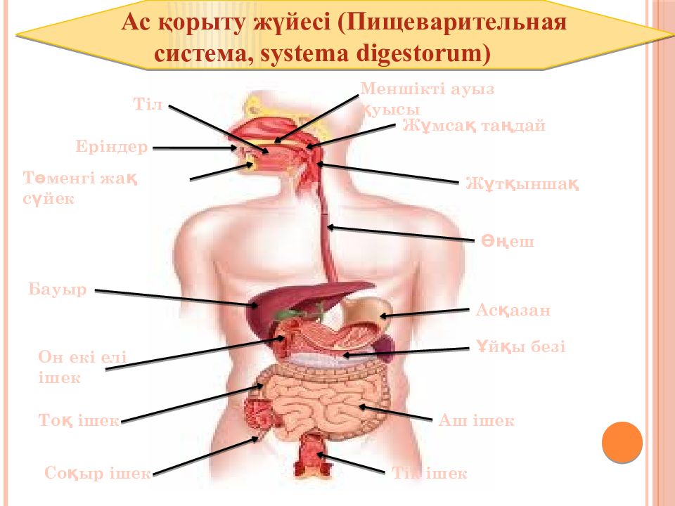 Адам анатомиясы презентация