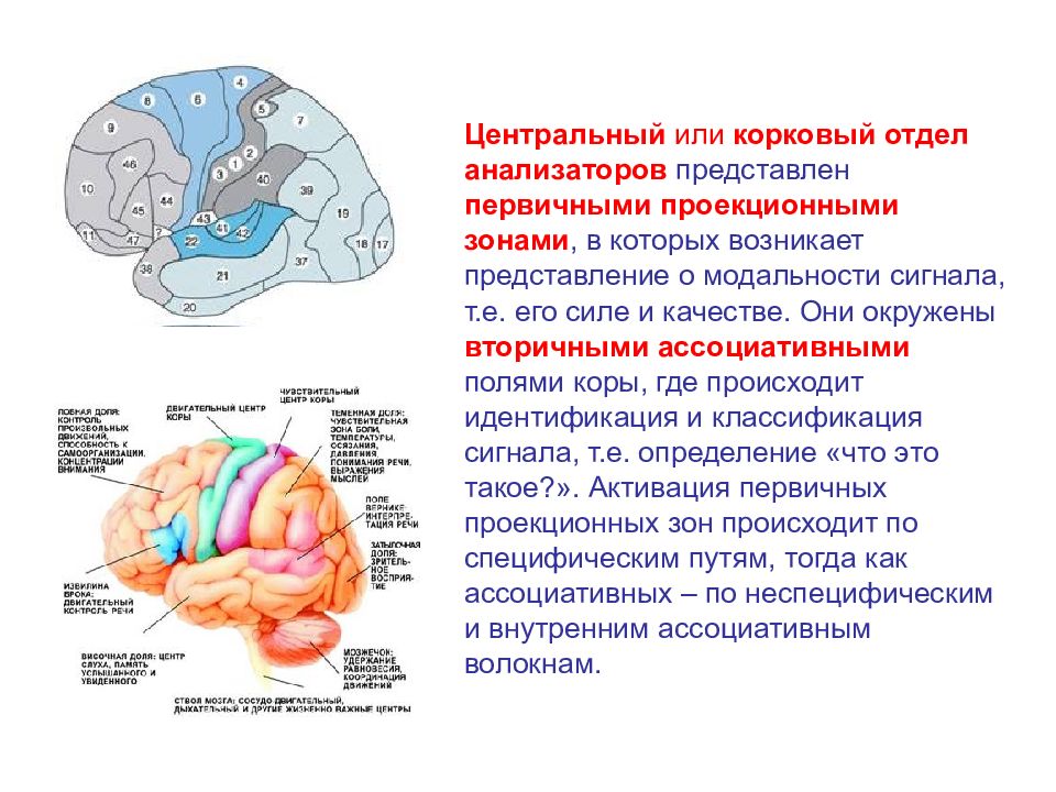 Корковые центры анализаторов находятся. Первичная проекционная зона зрительного анализатора. Первичные вторичные и третичные поля слухового анализатора. Соответствие корковых полей центральным отделам анализаторов:. Корковый отдел анализатора состоит.