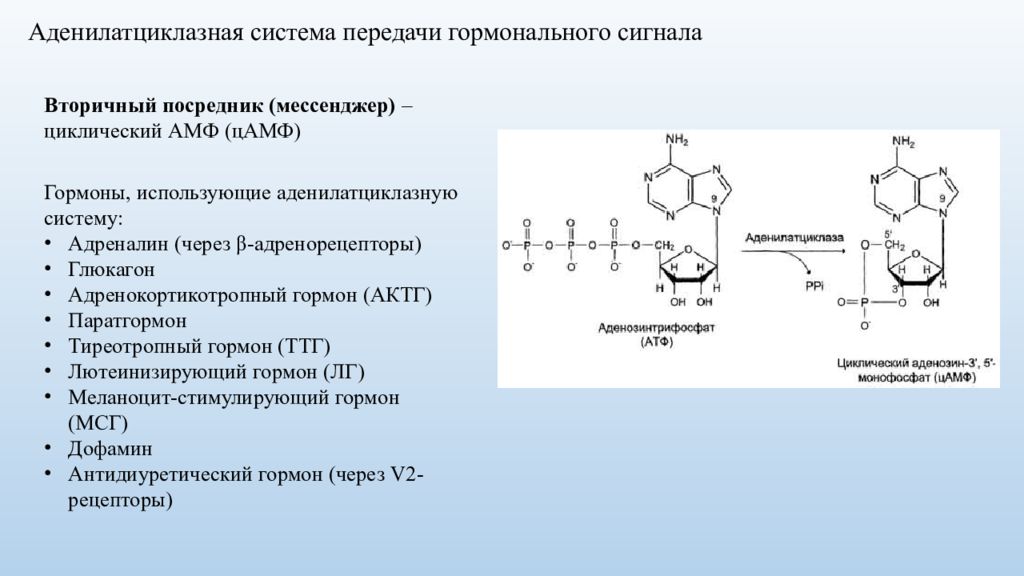 Механизмы передачи гормональных сигналов. Аденилатциклазная система передачи сигнала. Аденилатциклазный механизм передачи гормонального сигнала. Гормоны действующие через аденилатциклазную систему. Аденилатциклазная система биохимия гормоны.