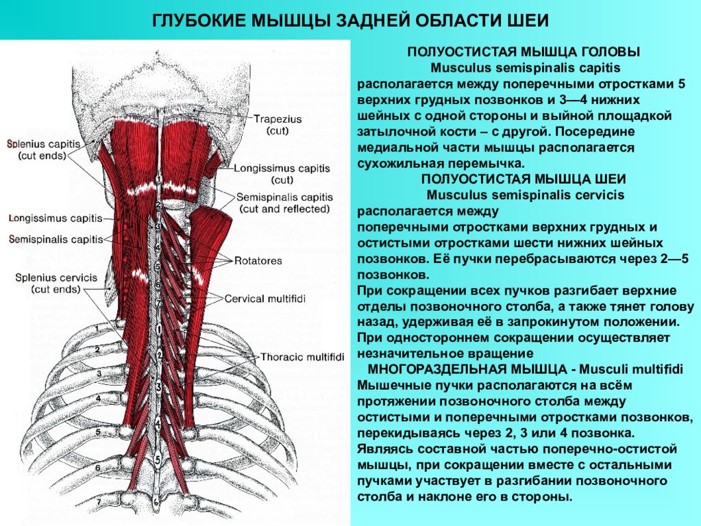 Строение Шеи Сзади Фото