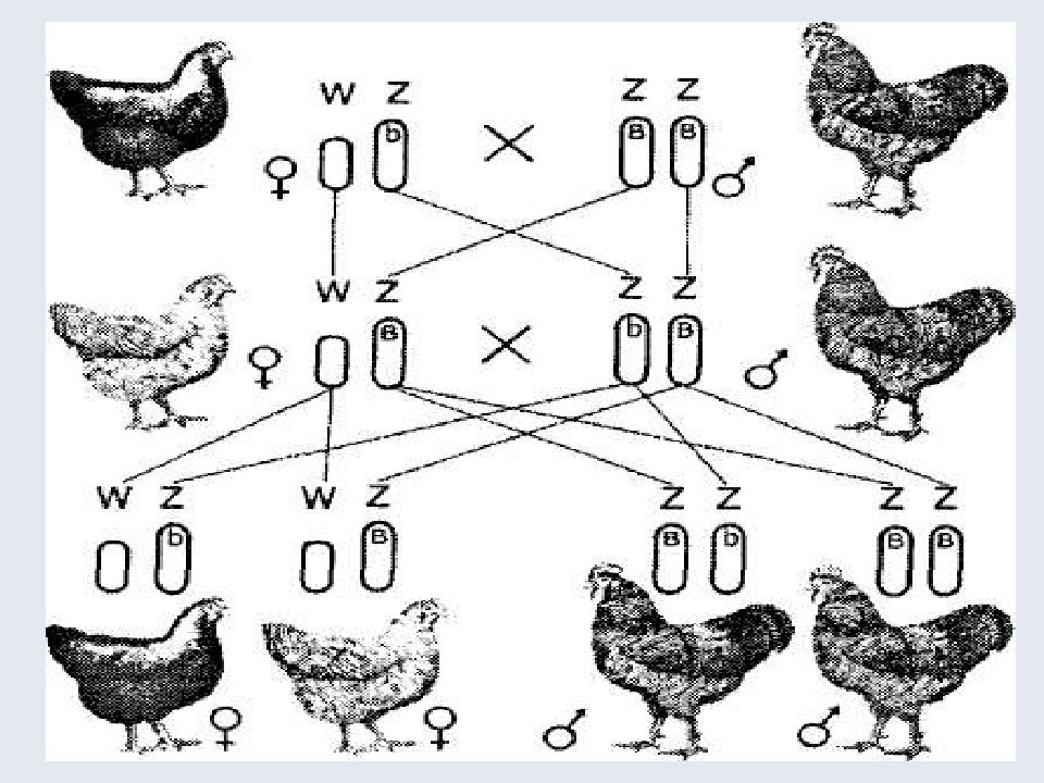 Генетика пола. Генетика пола у птиц. Генетика пола животных. Пол и половые хромосомы у растений. Хромосомный набор курицы.