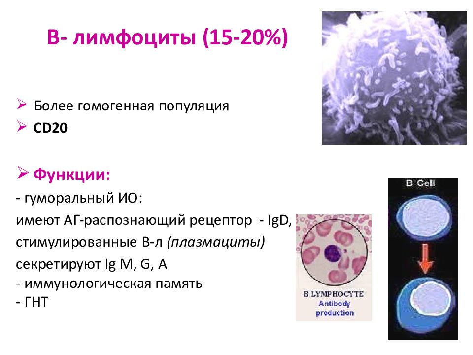 Действия лимфоцитов. Б-лимфоциты иммунной системы. Строение б лимфоцитов. В1 лимфоциты иммунология. B лимфоциты строение.