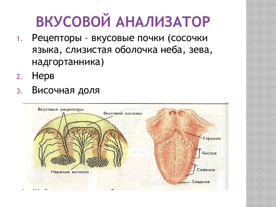 Вкусовые рецепторы это