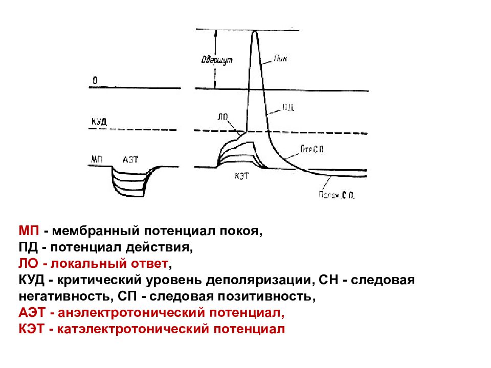 Мембранный потенциал. График мембранного потенциала покоя. Мембранный потенциал покоя физиология график. Мембранный потенциал покоя схема. Изменение мембранного потенциала в клетке.