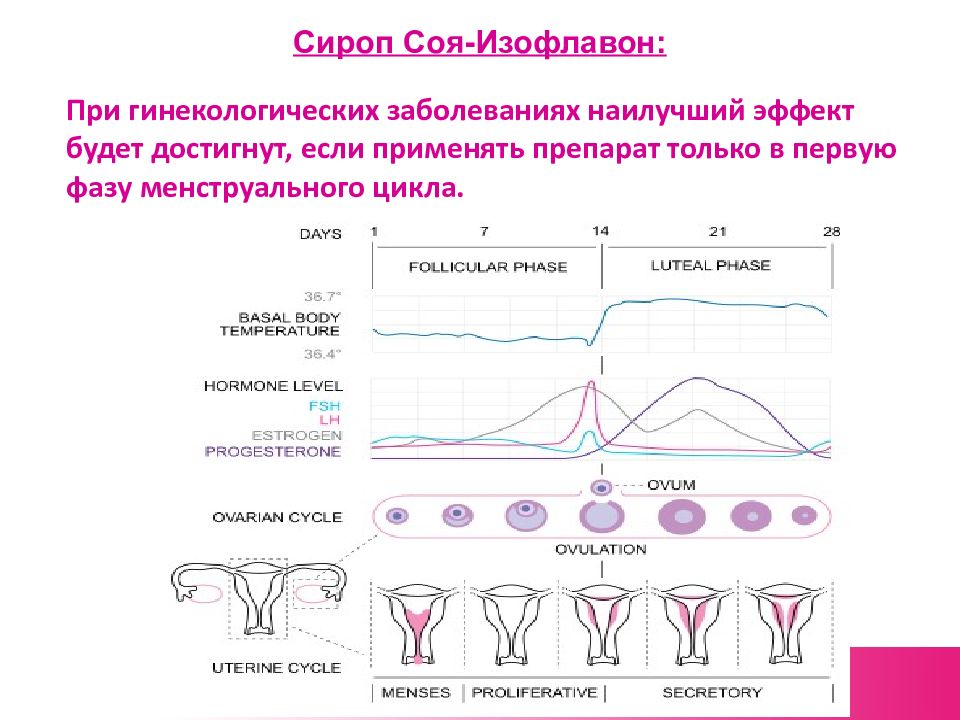 Менструальный цикл. Фазы яичникового цикла. Менструальный цикл схема. Схема маточного и яичникового цикла.