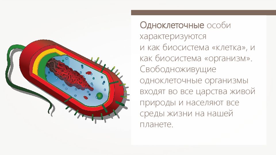 2 прокариоты доядерные организмы. Особенности клеточного строения. Особенности клеточного строения организмов вирусы урок 9 класс. Кишечная палочка строение клетки. Сенная палочка строение клетки.