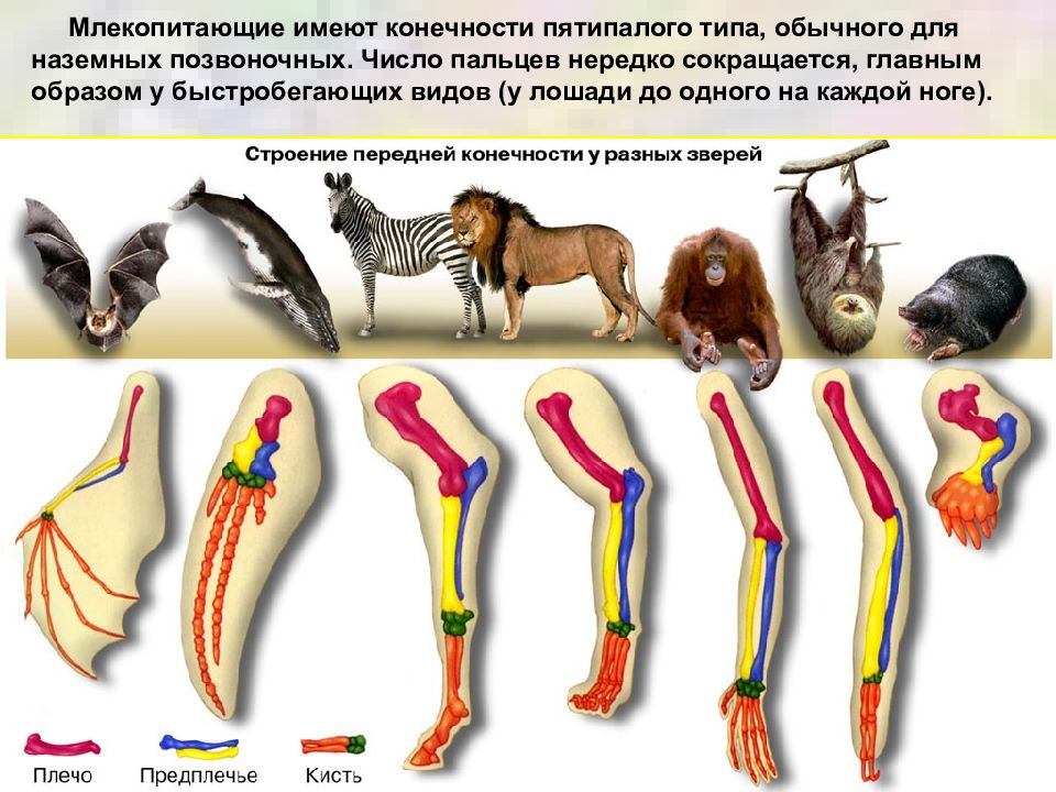 Хвост и четыре ноги. Дивергенция конечностей млекопитающих. Строение конечностей млекопитающих. Конечности позвоночных животных. Конечности наземных млекопитающих.