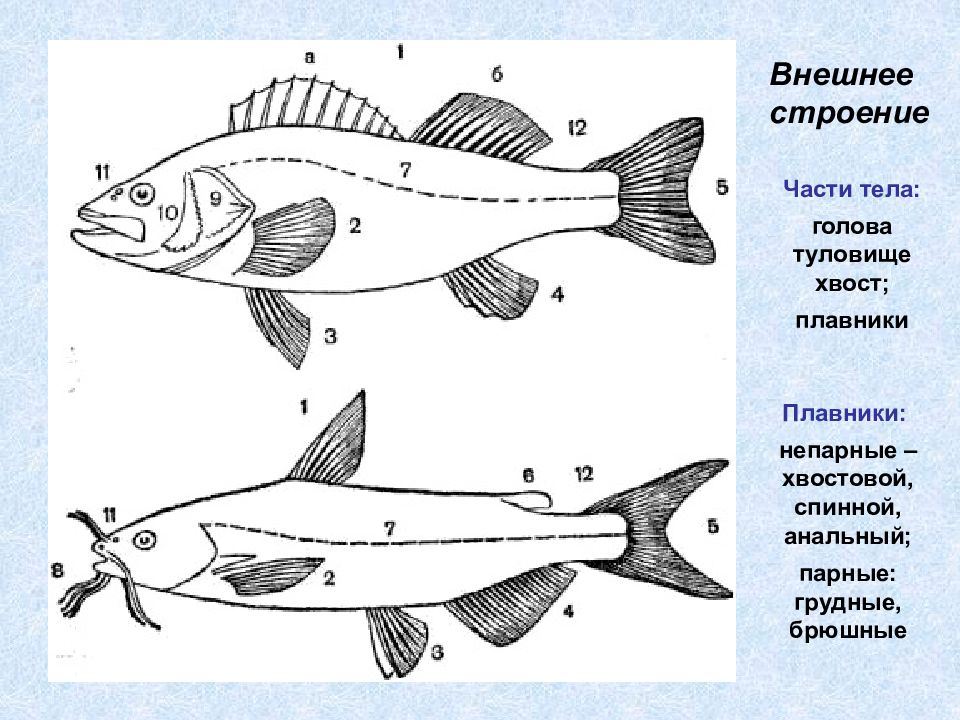 Зарисуйте рассматриваемую рыбу обозначьте на рисунке части тела