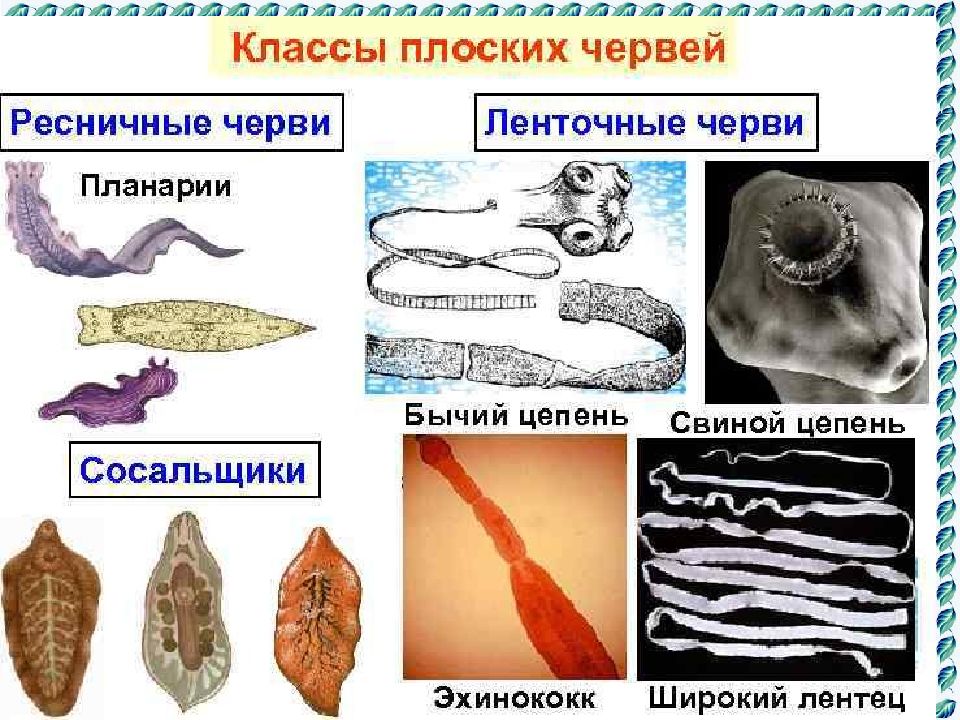 Черви егэ биология презентация