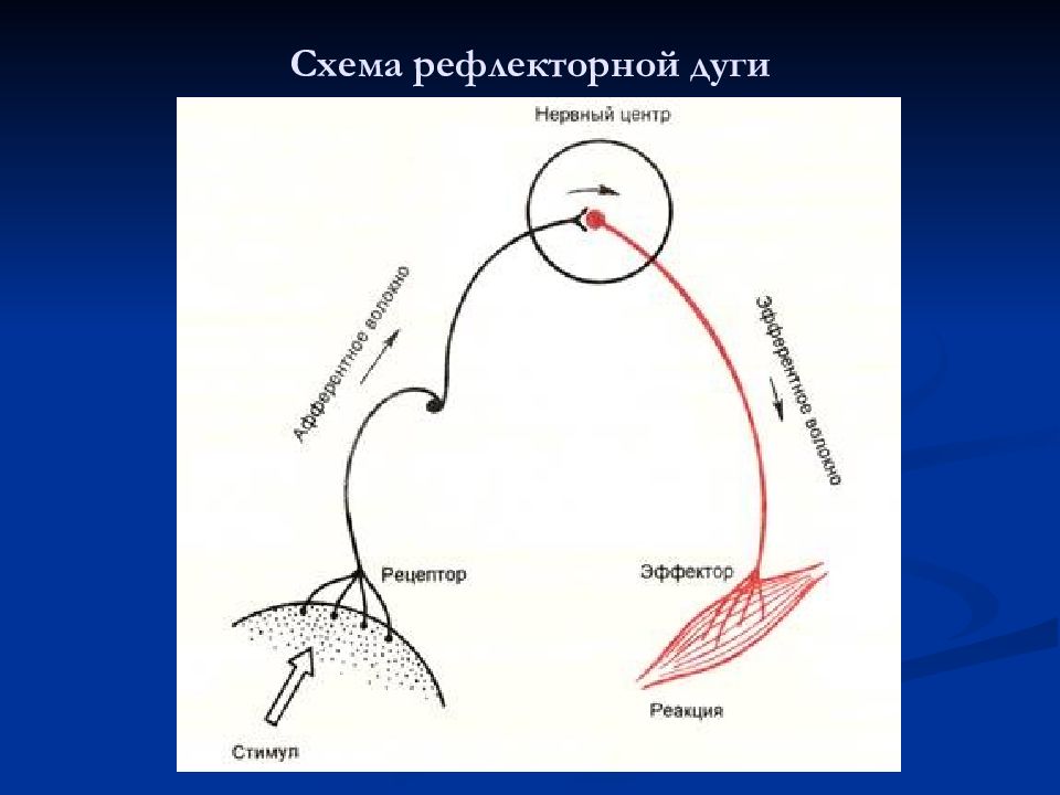 Рефлекс чихания схема