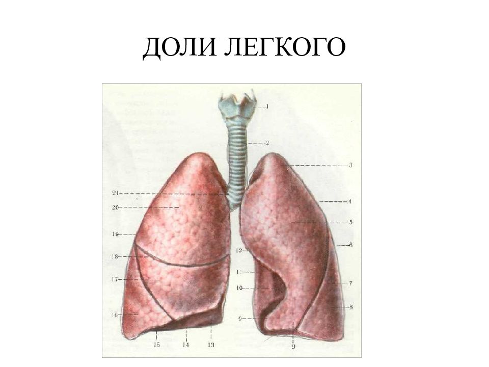 В правом легком долей. Доли легкого. Доли правого легкого. Легкие анатомия доли. Доли левого легкого.