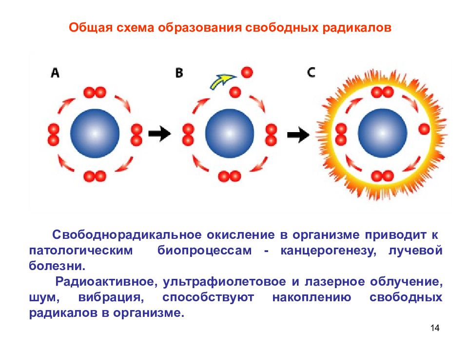 Свободные радикалы