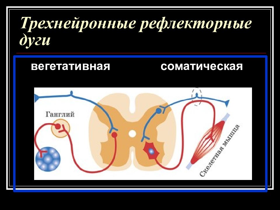 Рефлекторная дуга двухнейронная схема