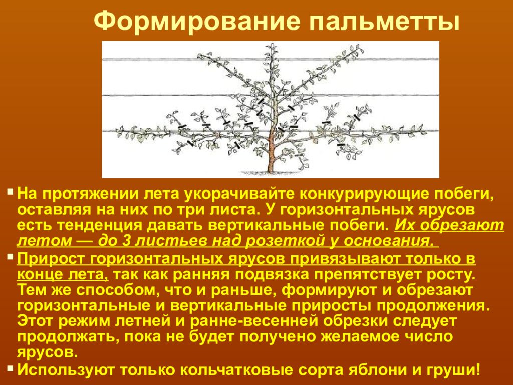 Формирование деревьев. Формирование пальметной кроны. Формирование пальметты у плодовых деревьев. Формировка яблони Пальметта. Формировка кроны Пальметта.