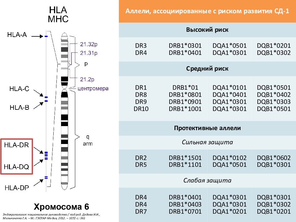 Генотип hla. HLA Локус drb1. HLA гены drb1. Гены HLA 2 класса Локус drb1. Аллели системы HLA.